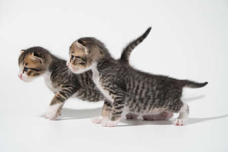 Tabby Cat kitten posing on white background tiger marble stripeの写真素材