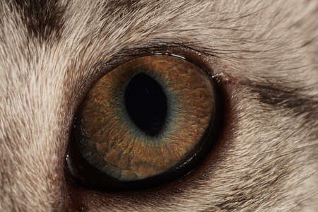 Macro close up cat eyeの写真素材
