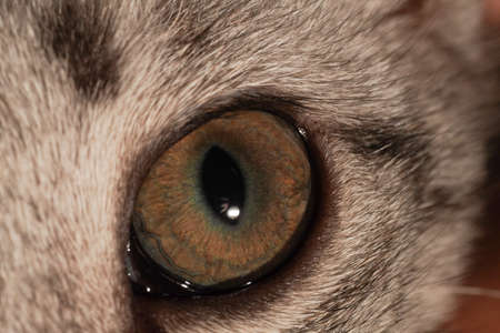 Macro close up cat eyeの写真素材