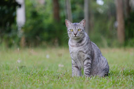 Egyptian Mau Havana Brown grumpy fat frowning cat on green lawn beautiful backgroundの写真素材