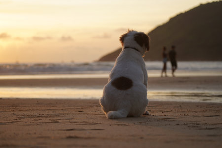 dog at sunset by the sea.Waiting friend conceptの写真素材