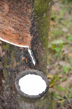 Rubber Latex of rubber tree in rubber gardenの写真素材