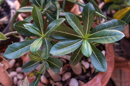 Beautiful the green leaves of an American Yellow Wood make pattern backgroundの写真素材