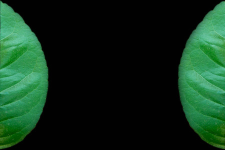 Lemon leaf on a black background.