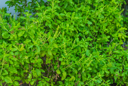 Holy basil in gardentの写真素材