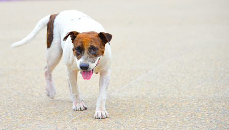 Dog on floor kiddingの写真素材