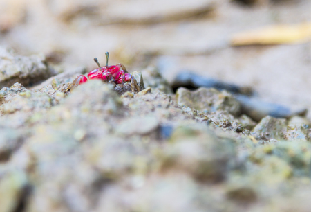 wildlife concept, Red crab plays mangrove.の写真素材