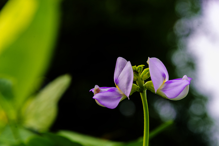 Purple flower of Cowpea tree and green leaves in garden,Organic yard long bean plant ,Vigna unguiculataの写真素材