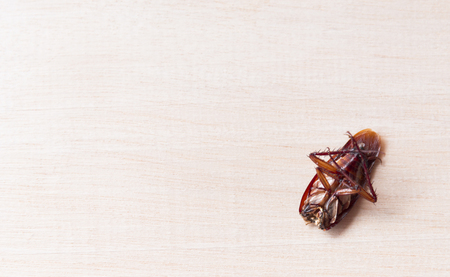 Cockroaches die on wooden boardsの写真素材