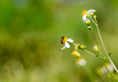 Bee in flower bee amazing,honeybee pollinated of yellow flower on the season summer.の写真素材