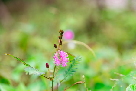 Nature concept for sensitive plant - Mimosa pudica in green nature or in the garden, Thailand.の写真素材