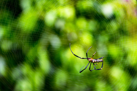 nature big spider,wild spider with blurry background,web thailandの写真素材