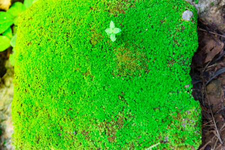 closeup old Stone Overgrown with Green Moss in forestの写真素材