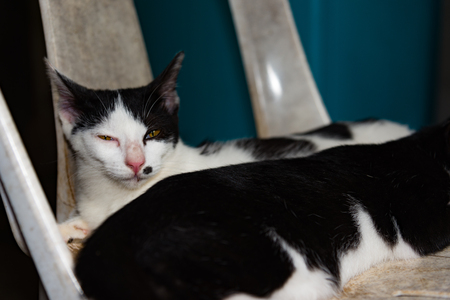 Black and white cats sleeping on chair cats close up, selective focus on black cat. Thailandの写真素材
