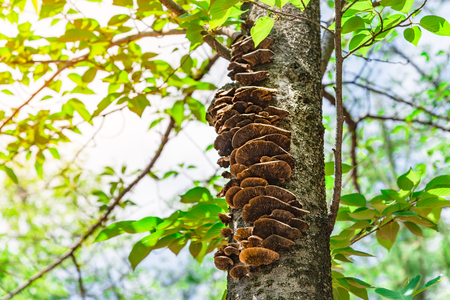The mushrooms grow on sakura tree in the Tokyo National Park, Japan 12 December 2017のeditorial素材