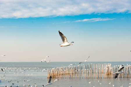 White seagull soaring in the blue sky.の写真素材