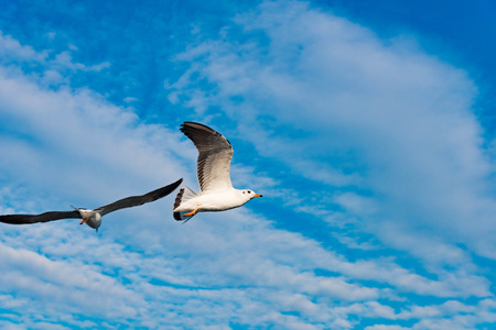 White seagull soaring in the blue sky.