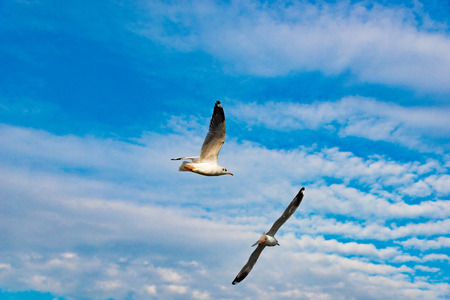 White seagull soaring in the blue sky.の写真素材