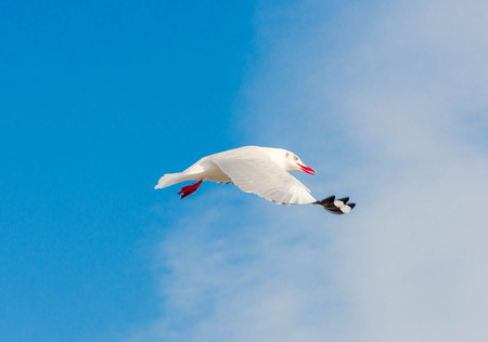 White seagull soaring in the blue sky.の写真素材