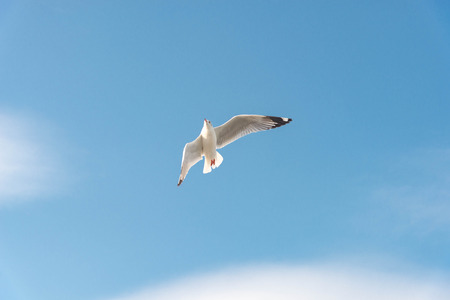 White seagull soaring in the blue sky.