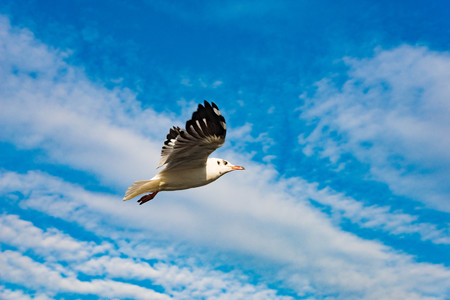 White seagull soaring in the blue sky.の写真素材