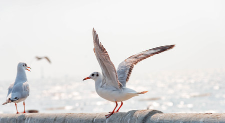 Seagull landing on a bridge, Miami,USA