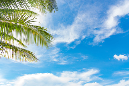 Summer concept, Palm leaf on blue sky and white clouds, perspective looking up,Asiaの写真素材