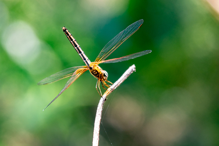 Yellow Dragonfly Perched On A Branch Top Of Tree. (selective focus)の写真素材