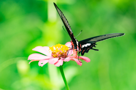 Colorful zinnia flowers,Butterfly drinking nectar from zinnia flowers on the spring morning,Thailandの写真素材