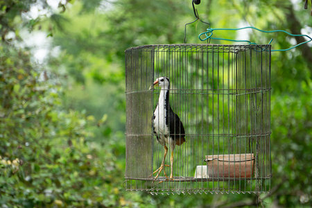 White-breasted waterhen in cage,Bird jungle in indonesia.の写真素材
