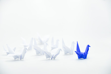 Close up blue bird flying different through a group of white bird,Leadership conceptの写真素材