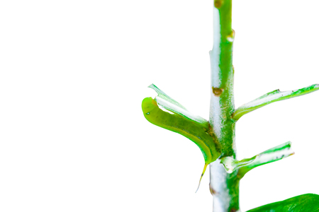Butterfly caterpillar eating kaffir lime leaves. isolated on white backgroundの写真素材
