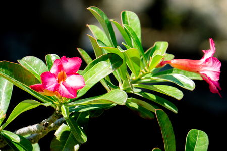 Impala Lily flowers. Impala Lily. Desert rose flower from tropical climate. Rose flower from tropical climate. Desert Rose. Mock Azalea. Pinkbignonia. Adenium,Thailandの写真素材