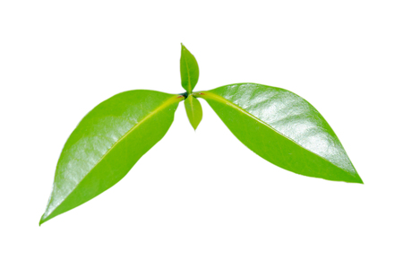 Elaeocarpus hygrophilus, Leaves are smooth, leaf stalk isolated on white background (Fruit is oval, green)の写真素材