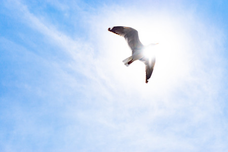 Seagulls flying Bird Seagull seaside animal nature fly with sunlight through,Thailandの写真素材