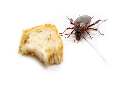 Cockroach finding food which isolated white background.の写真素材