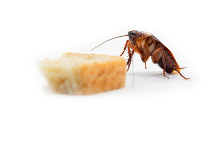 Cockroach finding food which isolated white background.の写真素材