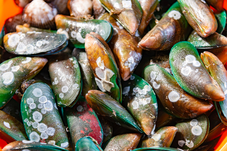 Mussels at the market,Perna viridis,Green shell background.の写真素材