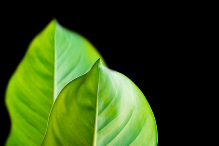 Calathea foliage, Exotic tropical leaf, Large green leaf, isolated on white background with clipping pathの写真素材