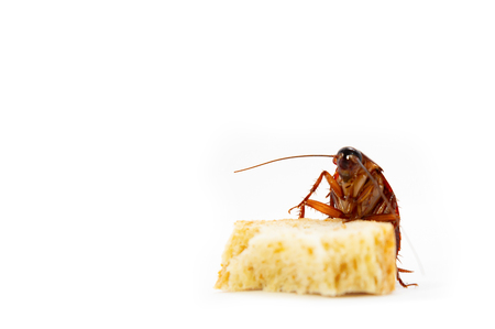 germs spread, Brown Cockroach eating a Piece of Breadの写真素材