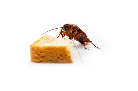 germs spread, Brown Cockroach eating a Piece of Breadの写真素材