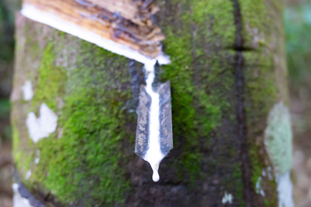 Fresh milky latex extracted drop water from para rubber tree into a plastic bowl.の写真素材