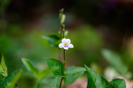 Chinese violet or Coromandel or Ganges primrose or Ganges River asystacia or Philippine violet or Creeping foxglove or Bayaの写真素材