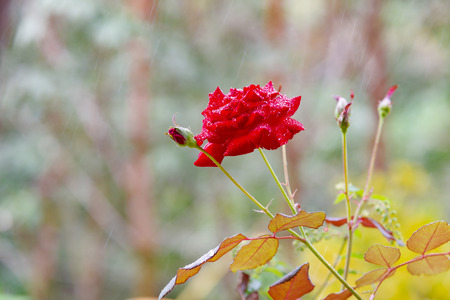 Close up Beautiful rose in a garden plantの写真素材