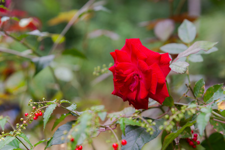 Close up Beautiful rose in a garden plantの写真素材