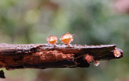 Cookeina sulcipes : a small beautiful cup fungi from tropical rainforest of Southeast Asia,thailandの写真素材
