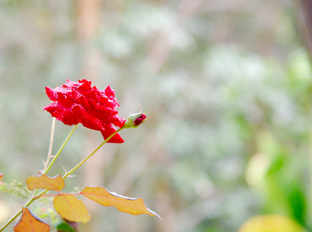 Close up Beautiful rose in a garden plantの写真素材