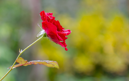 Close up Beautiful rose in a garden plantの写真素材