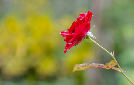 Close up Beautiful rose in a garden plantの写真素材