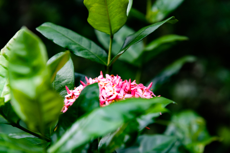Pink spike flower blossom in a garden, King Ixora blooming (Ixora chinensis). Rubiaceae flower.の写真素材